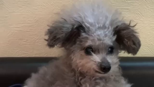 飛行機の記事動画