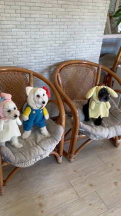 8月最後のわんこちゃん(^^)の記事動画