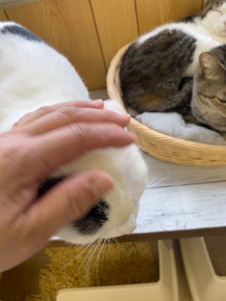 3月、お知らせと近況の記事動画