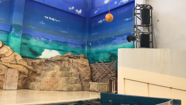 GWデート❤️鳥羽水族館-③アシカショーの記事動画