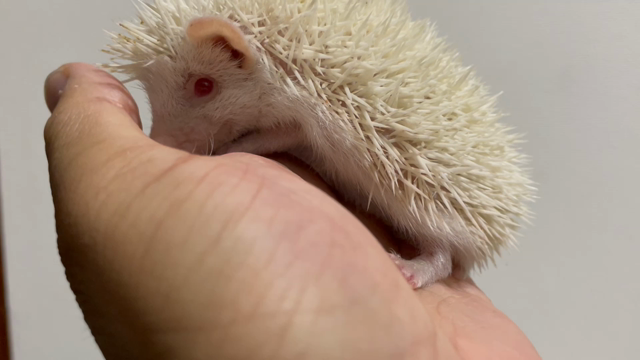【福岡県飯塚市ペットショップ】ハリネズミ　アルビノ　生まれましたの記事動画