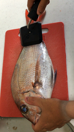 はや1ヶ月…(　³ω³ )の記事動画