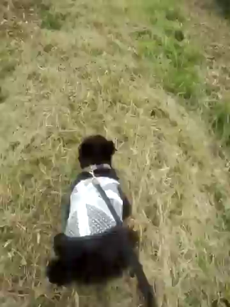 走るマメの記事動画