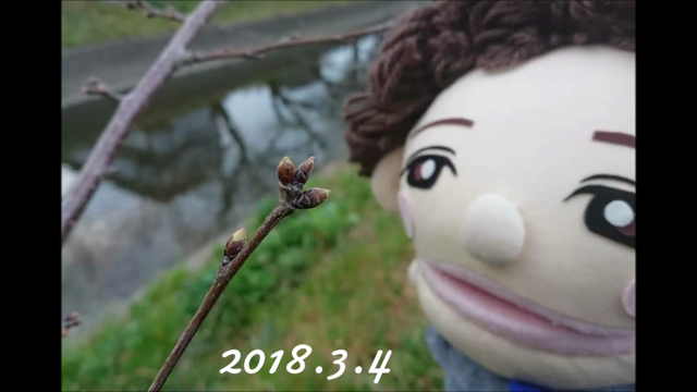 ほぼ満開♪  岩倉市五条川 桜開花状況 3月28日の記事動画