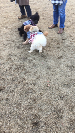 犬友  U・x・Uの記事動画