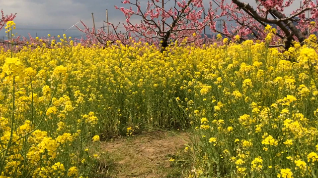 もも、菜の花畑！風景動画です♡の記事動画