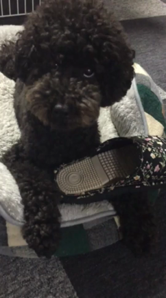 悪いコの記事動画