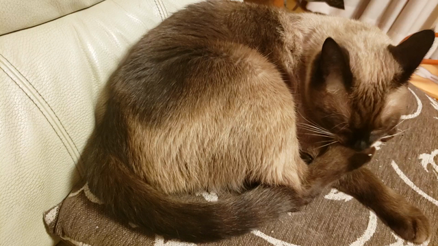 ホビー業界の守護神❤️　機動店長「くーたん」の記事動画