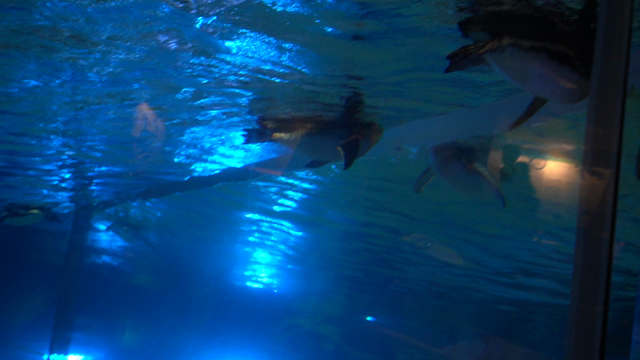 すみだ水族館の記事動画