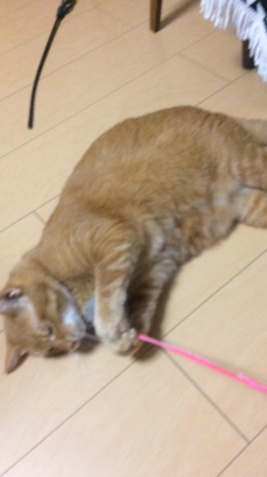 フーの必殺ケリケリが可愛すぎるの記事動画