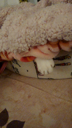 おてて☆の記事動画