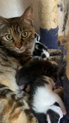 保護した野良猫が赤ちゃんを産みました！の記事動画