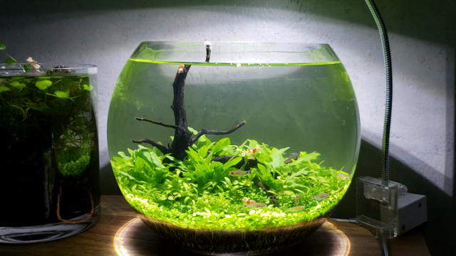 お迎え！の記事動画