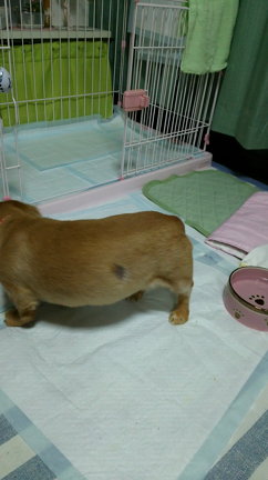 メイちゃんの椎間板ヘルニア  ❹の記事動画