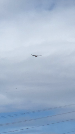 ほばりんぐ？の記事動画