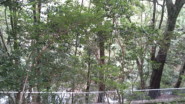 神奈川西部のお勧めドライブデート♪の記事動画