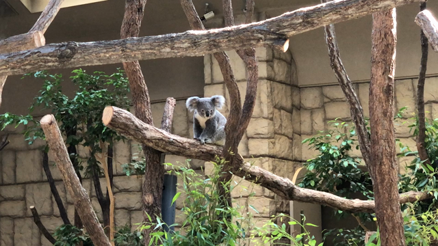 ナイトZOOの記事動画