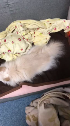 きょうのわんこの記事動画