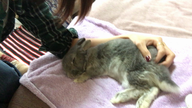 ありがとうくーちゃん。の記事動画