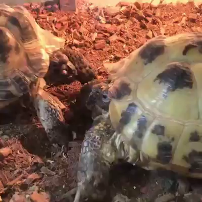 果てしなく続く〜の記事動画