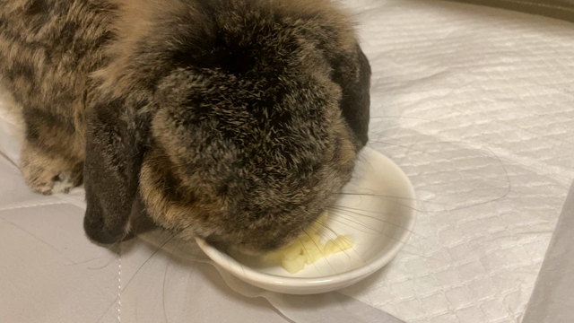 ⭐︎りんごが来たー⭐︎の記事動画