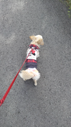 こむぎと伊勢志摩の旅二日目の記事動画