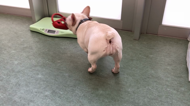 ふれあいの記事動画