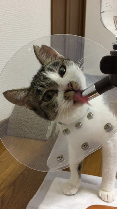 【やまにゃん】 やまにゃんさんのプロフィールページ