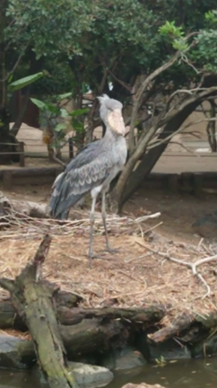 兵庫動物旅行記！！！の記事動画
