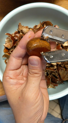 栗の季節ですねの記事動画