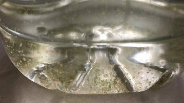 The daphnia ④の記事動画