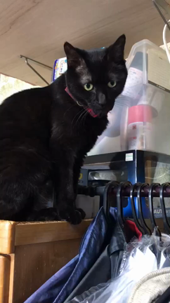 ぽーちゃんのもとへ。。。の記事動画