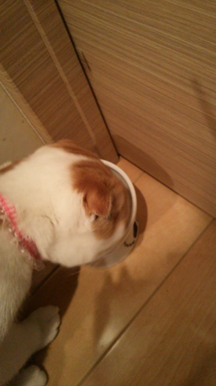 ガツガツ食べるくうちゃん 動画の記事動画