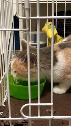 保護猫の記事動画