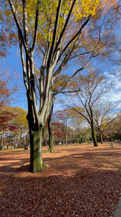 煌めきごとは活力✨の記事動画