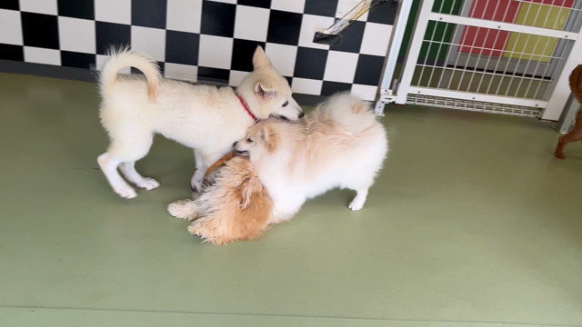 7月20日(水)☆彡.。の記事動画