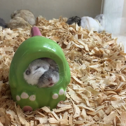 ペットショップの記事動画