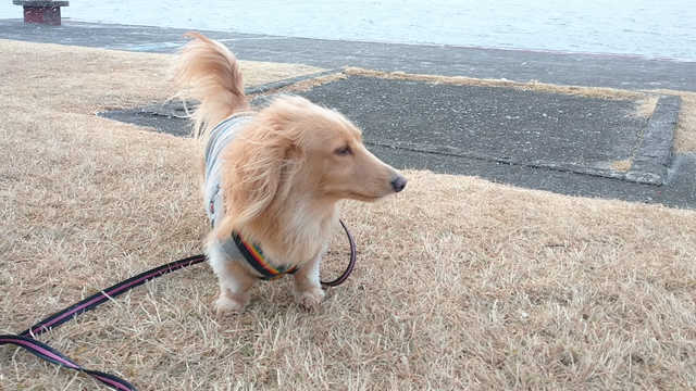 雪ふったりの記事動画