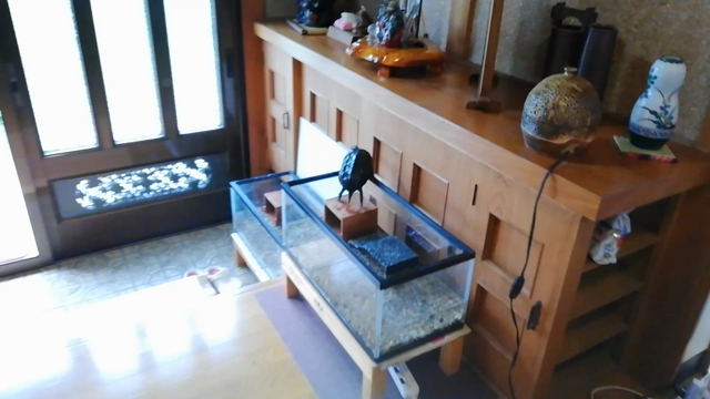 水槽からどーしても出たいの～の記事動画