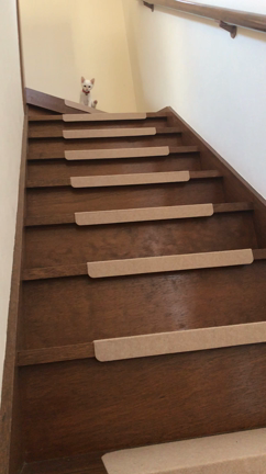 【目が見えない猫・寅次郎の近況報告】全盲の猫だからって普通の子と変わりなくハッピーに暮らせてますの記事動画