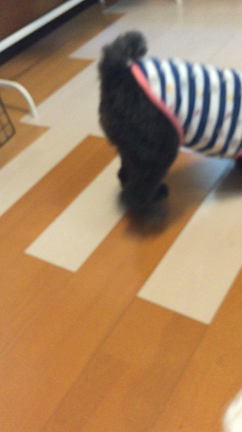動画 ドラとエビフライの記事動画