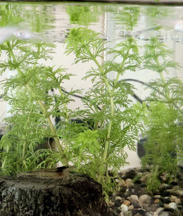 お久しぶりです（*´▽｀*)の記事動画