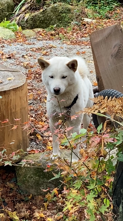 吠えてくるの記事動画