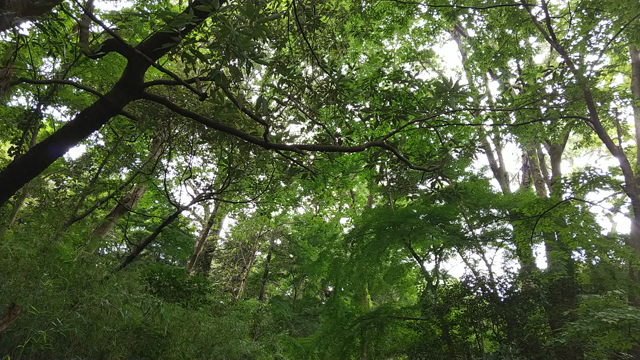 今日のお散歩。の記事動画