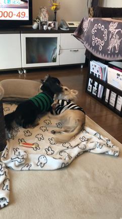 遊んだ後は...の記事動画