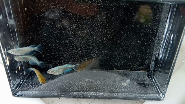 おまけで頂いた夜桜の卵でしたがの記事動画