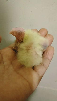 足環の記事動画