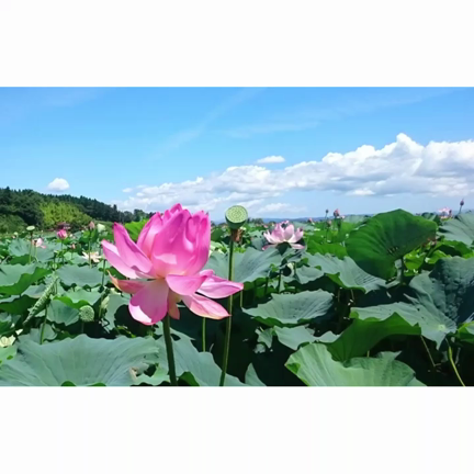 まるで極楽浄土？ 一面のハスの花の記事動画