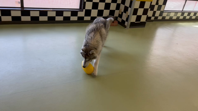 2月18日(日)☆彡の記事動画