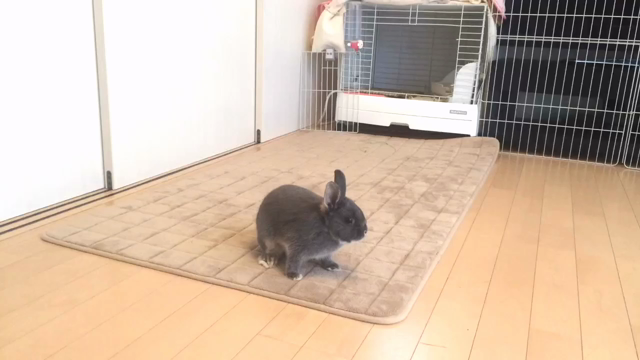 噛まれた( ⁎°᷄ ᐞ °᷅ )の記事動画